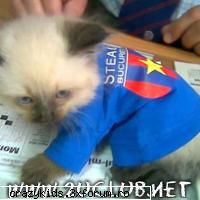 Timis Catalin Razvan - Vedety? Pana shi pisicile tin cu STEAUA.Prefera - NOI!!!